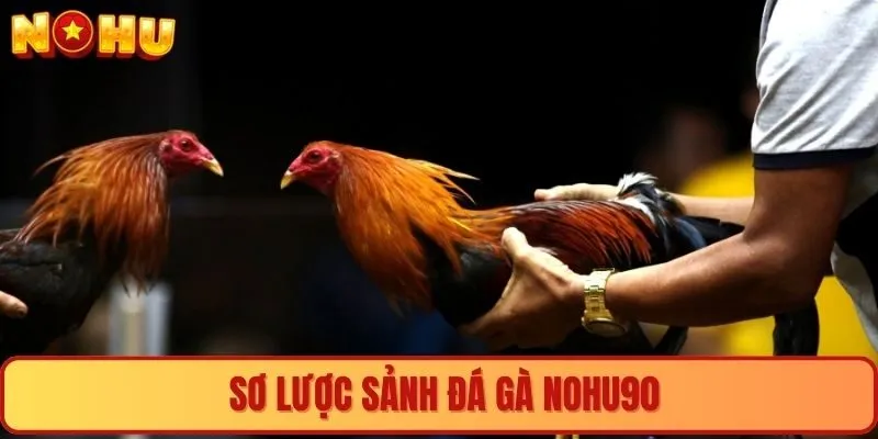 Sơ lược sảnh đá gà Nohu90